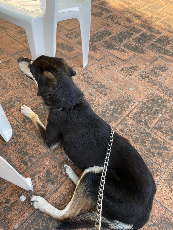 🚨🚨 MUSA - urgente rischio il canile !🚨🚨 Foto 3